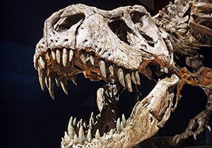 10 Facts About Tyrannosaurus Rex, King of the Dinosaurs