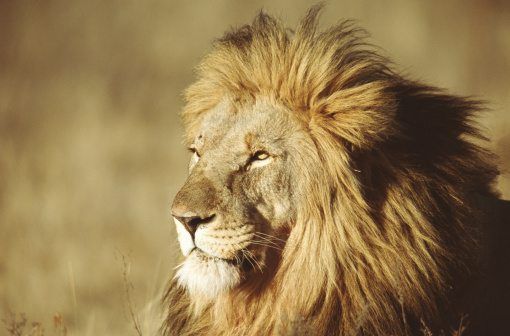 10 roarsome lion facts! | National Geographic Kids