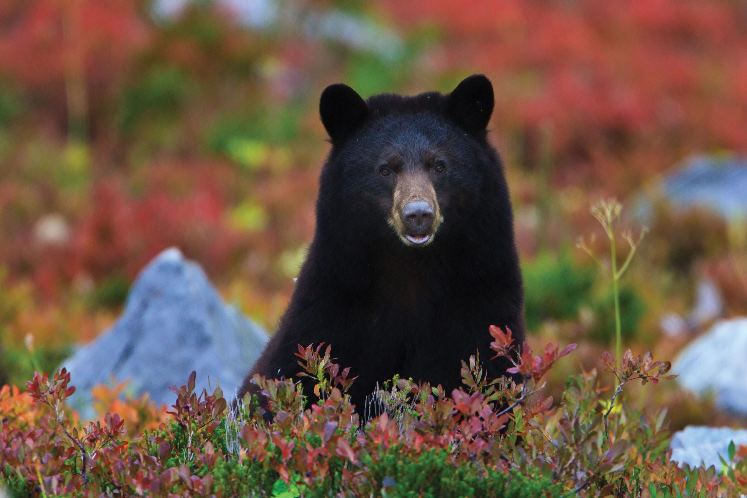 10 black bear facts! | National Geographic Kids