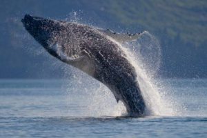 humpback whales facts