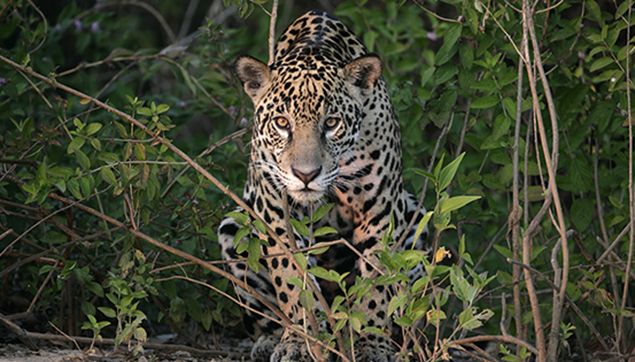 Jaguar, facts and photos