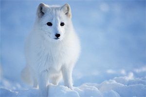 Top 10 facts about Arctic foxes