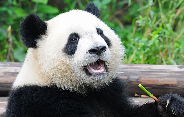 are there any pandas outside of china