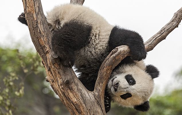 10 facts about pandas! - National Geographic Kids