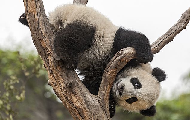 funny pandas with captions