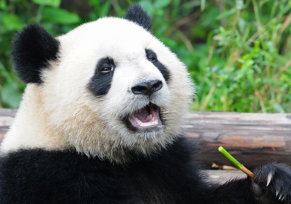 10 facts about pandas! - National Geographic Kids