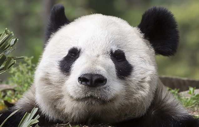 Facts about pandas