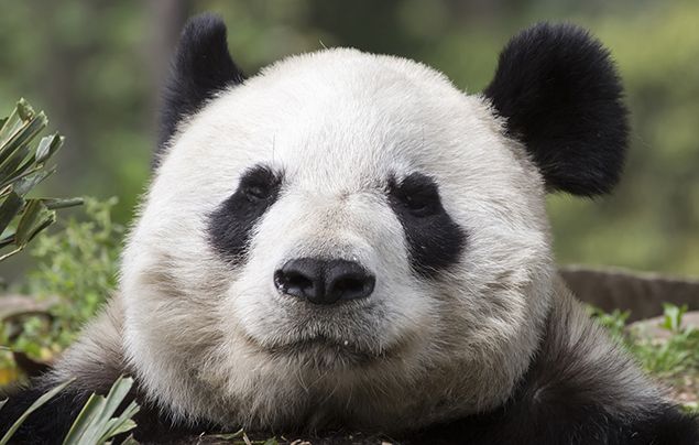 giant panda habitat facts