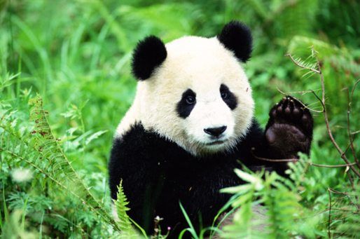 panda facts