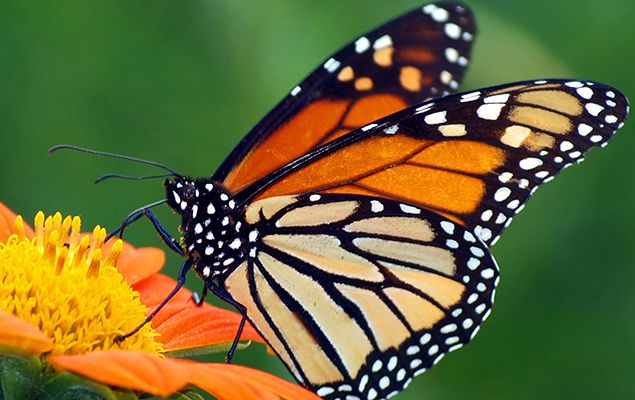 The butterfly life cycle! - National Geographic Kids