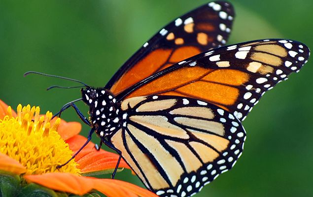 The Butterfly Life Cycle National Geographic Kids