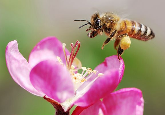 10 facts about honey bees!