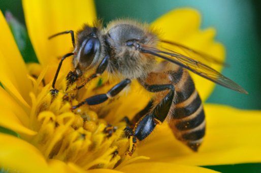 facts about honey bees