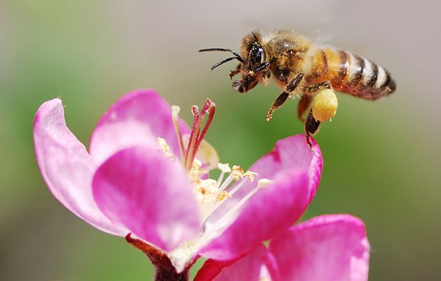 Facts about honey bees