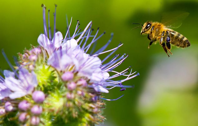 The Honey Bee: Our Friend in Danger