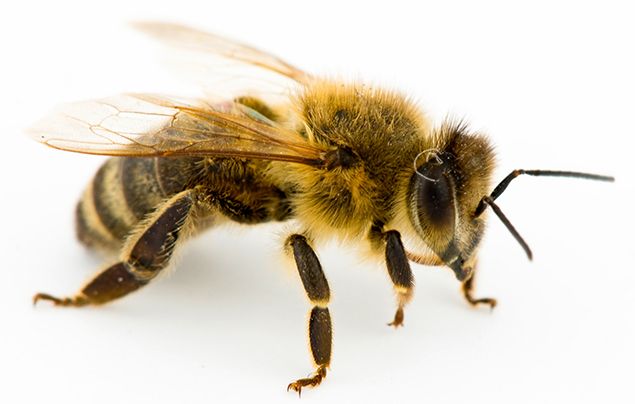 15 Fascinating Facts About Honey Bees