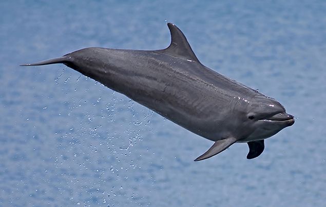 The best of nature, Bottlenose dolphins at play off the coast of