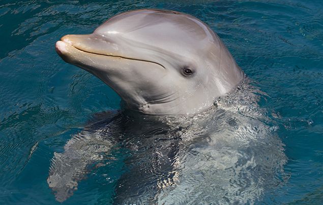 10 facts about bottlenose dolphins - National Geographic Kids