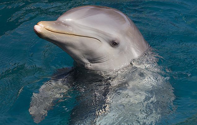 bottlenose dolphin eating