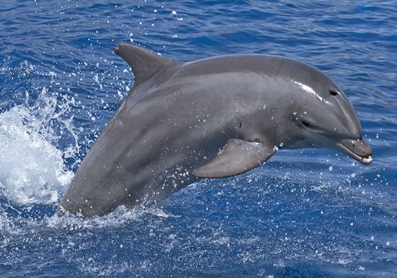 10 Facts About Bottlenose Dolphins National Geographic Kids