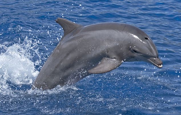 bottlenose dolphin eating