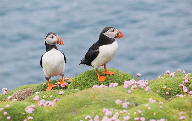 Puffins: Clown Birds of the Atlantic