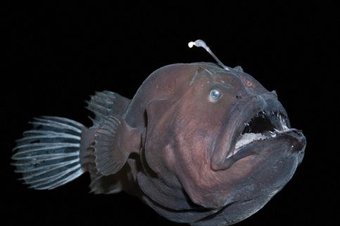 ocean's strangest creatures anglerfish
