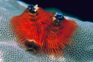 ocean's strangest creatures wobbegong christmas tree worm
