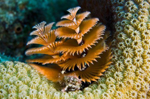 christmas tree worm