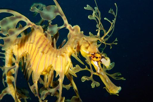 leafy sea dragon