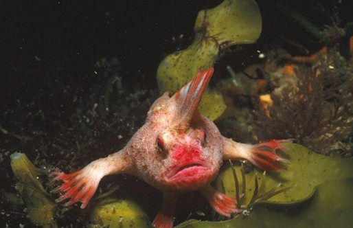 ocean's strangest creatures wobbegong red handfish