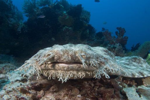 ocean's strangest creatures wobbegong