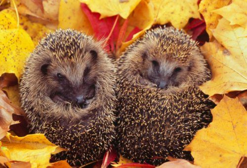 autumn animals hedgehogs