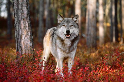 autumn animals wolf