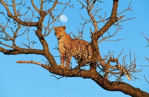 Leopard, Description, Habitat, & Facts