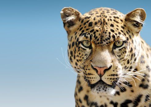 10 leopard facts! - National Geographic Kids