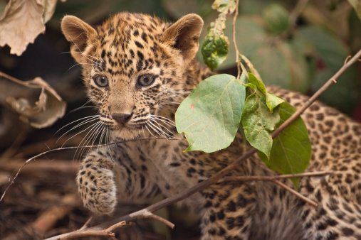 Why Are Black Leopards So Rare?, Science