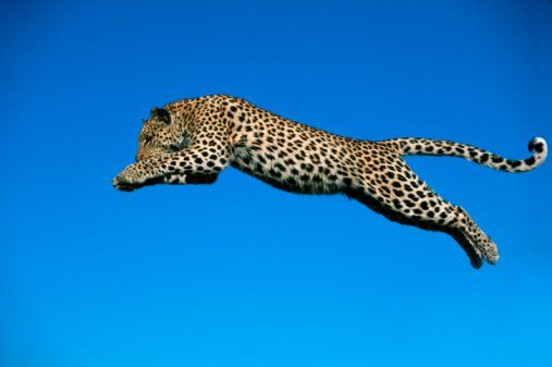 10 leopard facts! - National Geographic Kids