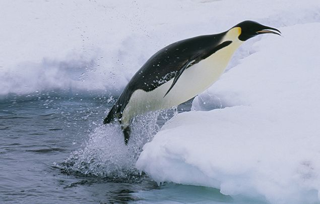 emperor penguin habitat pictures