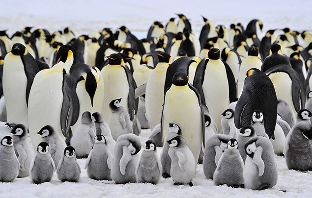 Penguins, facts and photos