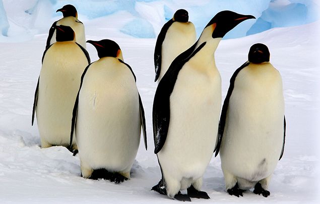 emperor penguin habitat pictures