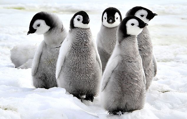 emperor penguin facts chicks