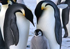 10 facts about emperor penguins - National Geographic Kids