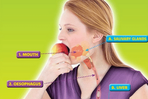 digestive system homework ks2