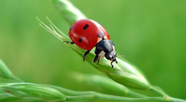 Fireflies  National Geographic