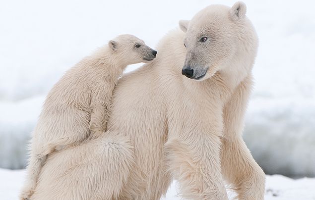 arctic polar bear eating