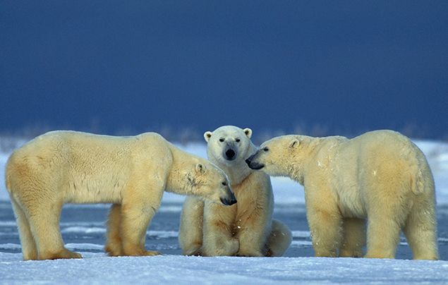 funny polar bear pictures for kids