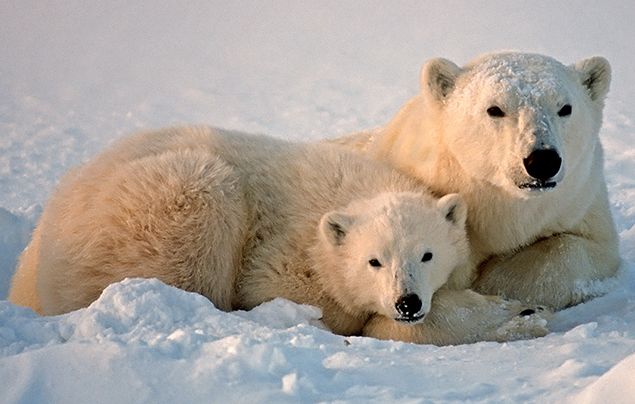 10 facts about polar bears! | National Geographic Kids
