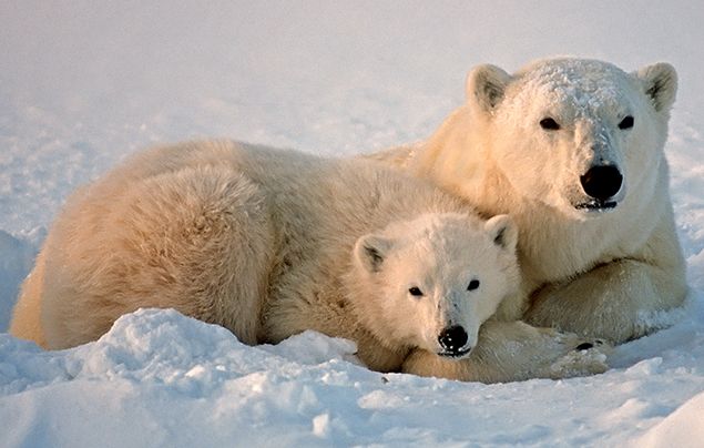 Video Of Baby Polar Bear Enjoying With Mother In The Ice Amazes Internet