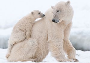 10 facts about polar bears!